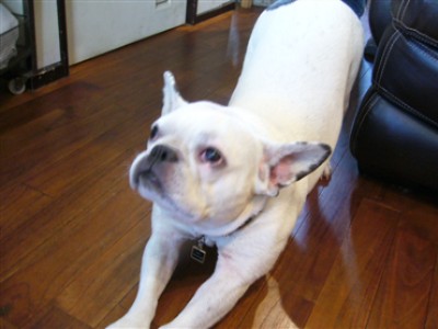 081213_看板犬